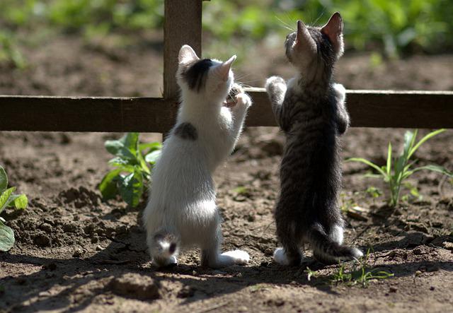 Kittens looking through a fence with curiosity.